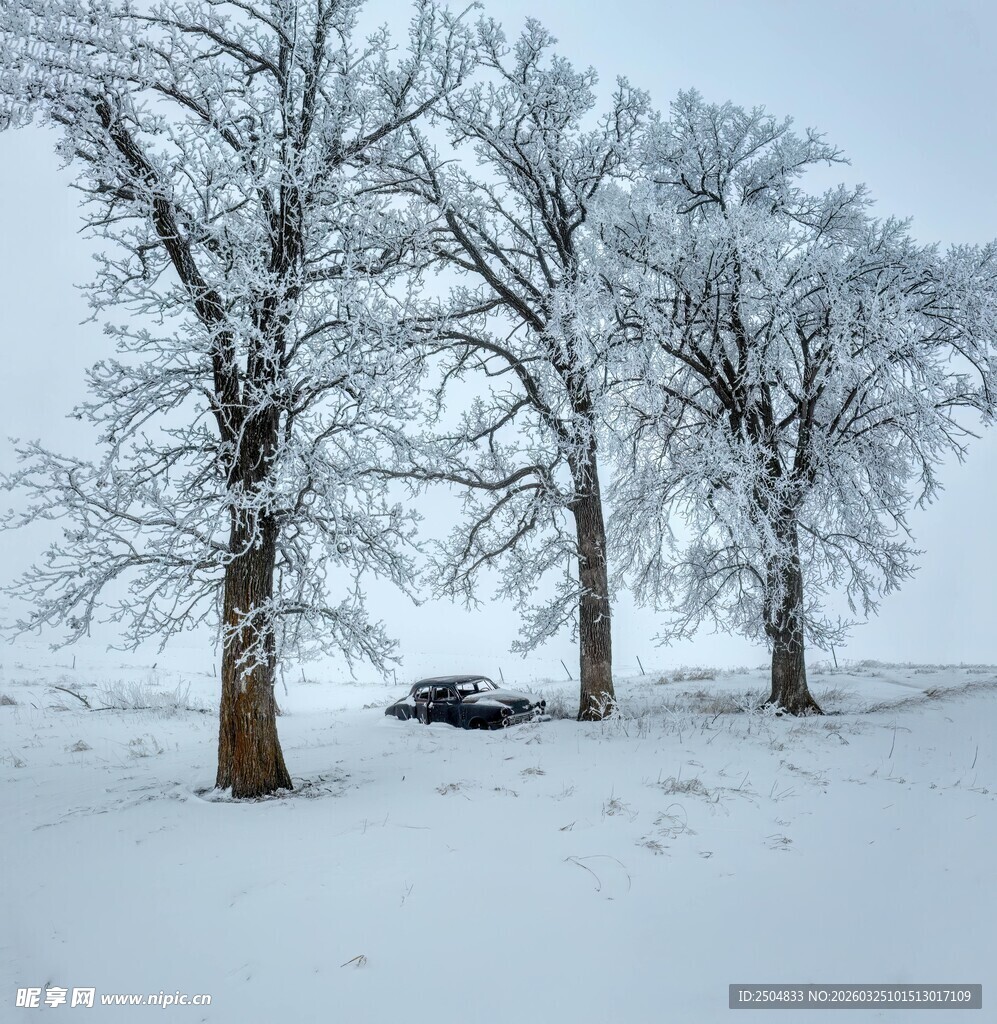 雪覆树木的冬日静谧景象