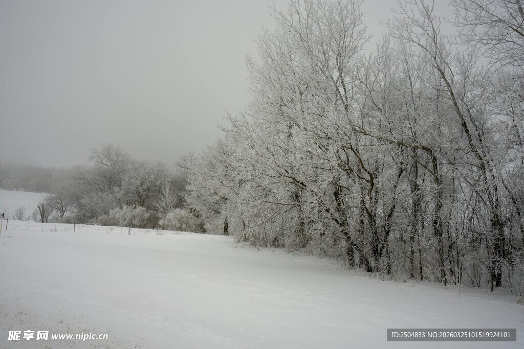 冬日雪景中的银白树林