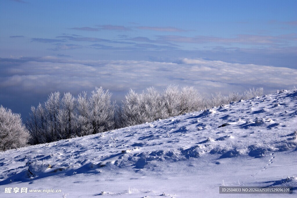 冬日雪景中的银白树林