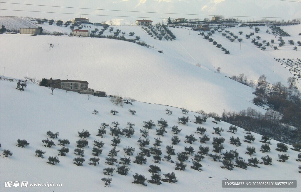 冬日雪野中的树木景观