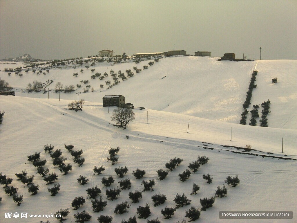 雪覆田野中的整齐植物