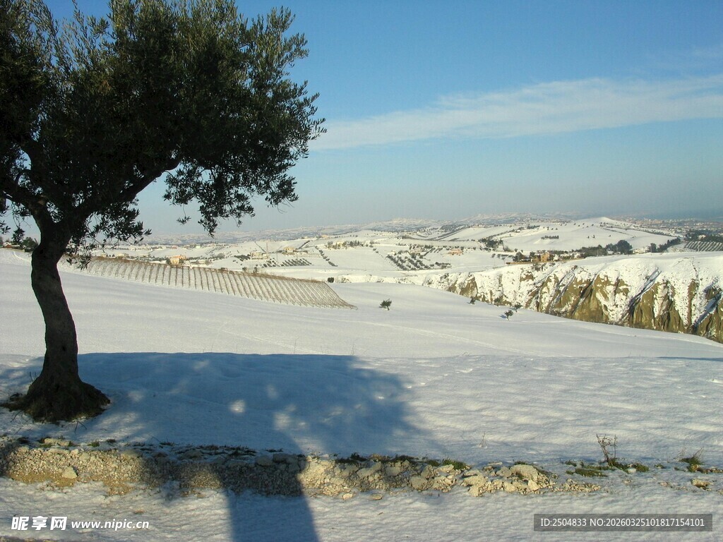 雪覆田野中的孤树