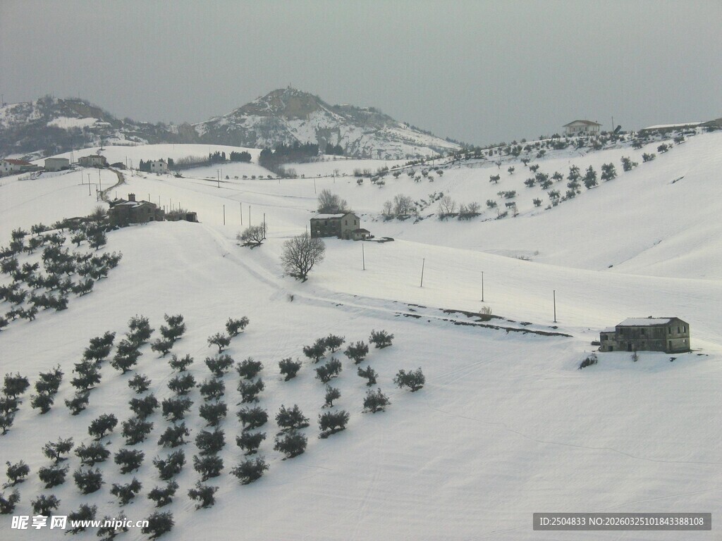 雪覆田野间的树木景观