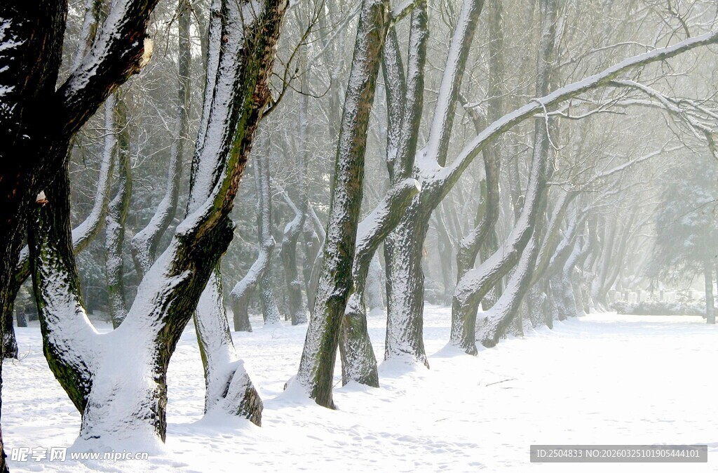冬日雪林美景