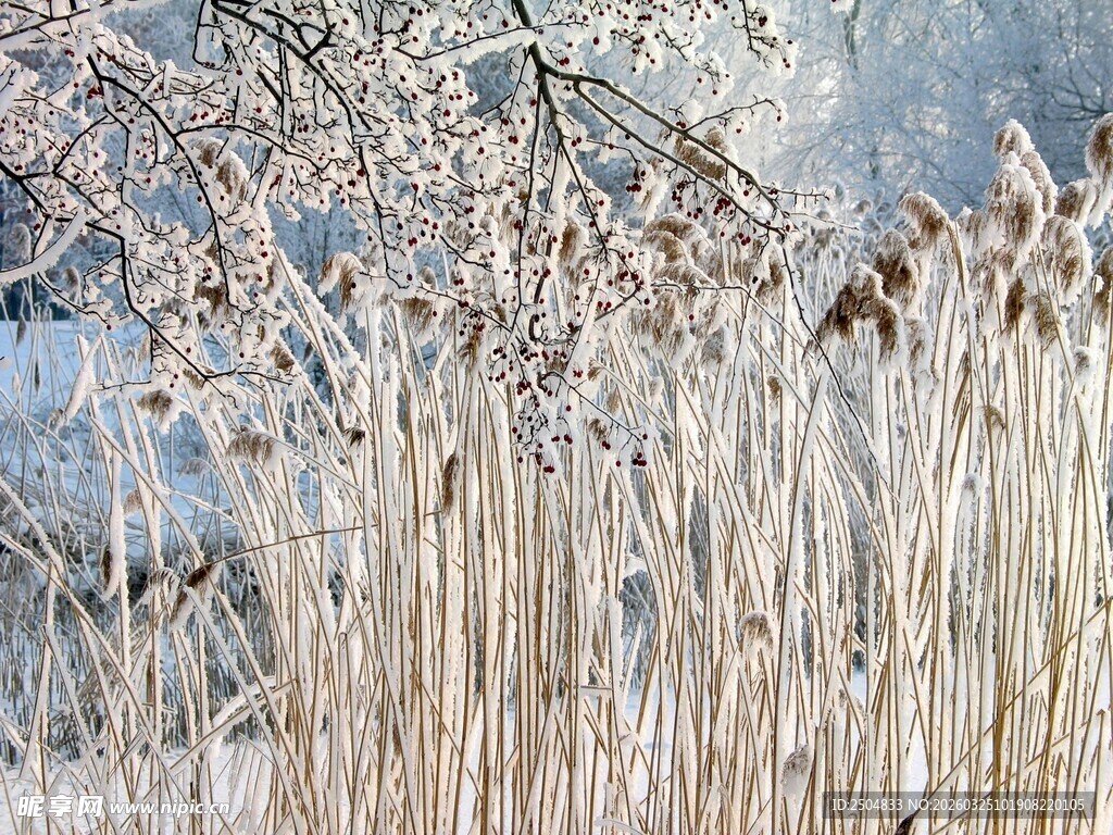 冬日芦苇荡美景