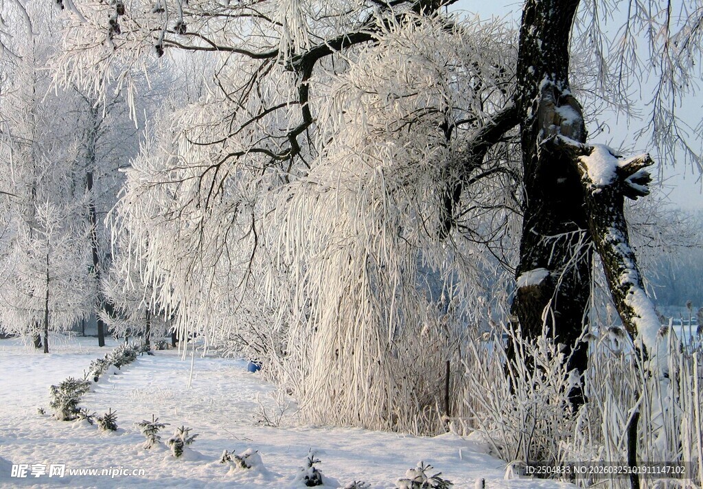 冬日雪景中的银装素裹树木