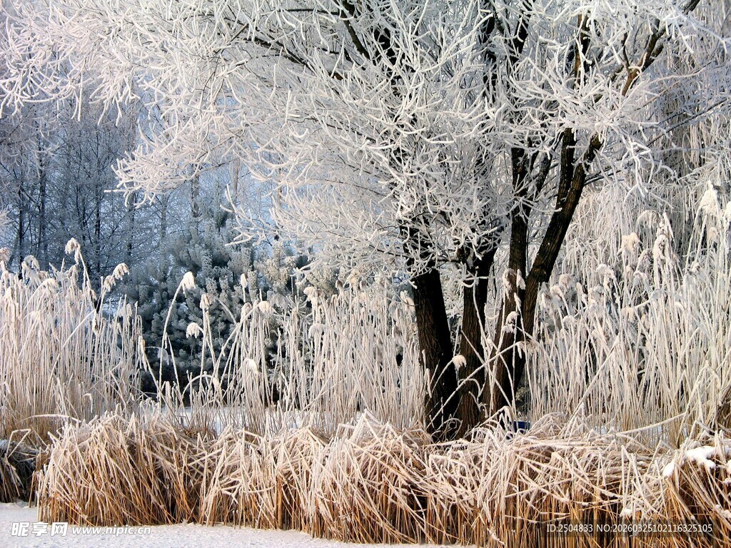 冬日雪覆树林与芦苇景观