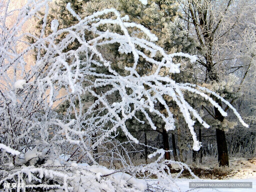 雪覆树枝的冬日美景