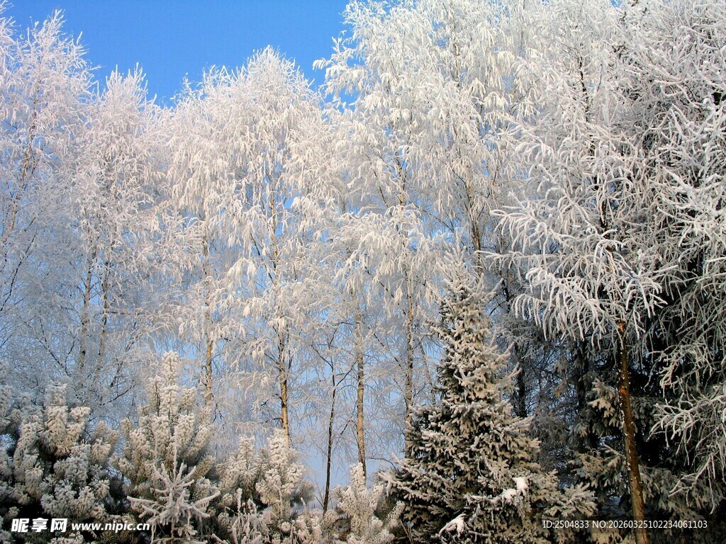 冬日银装素裹的树林景观
