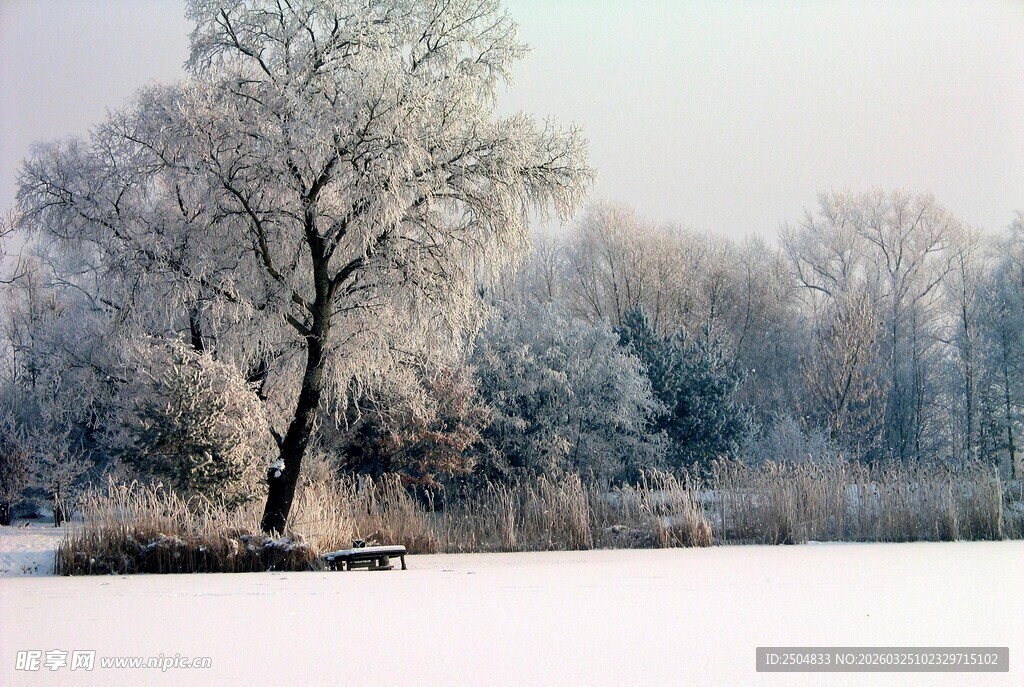 冬日霜雪覆盖的静谧树林