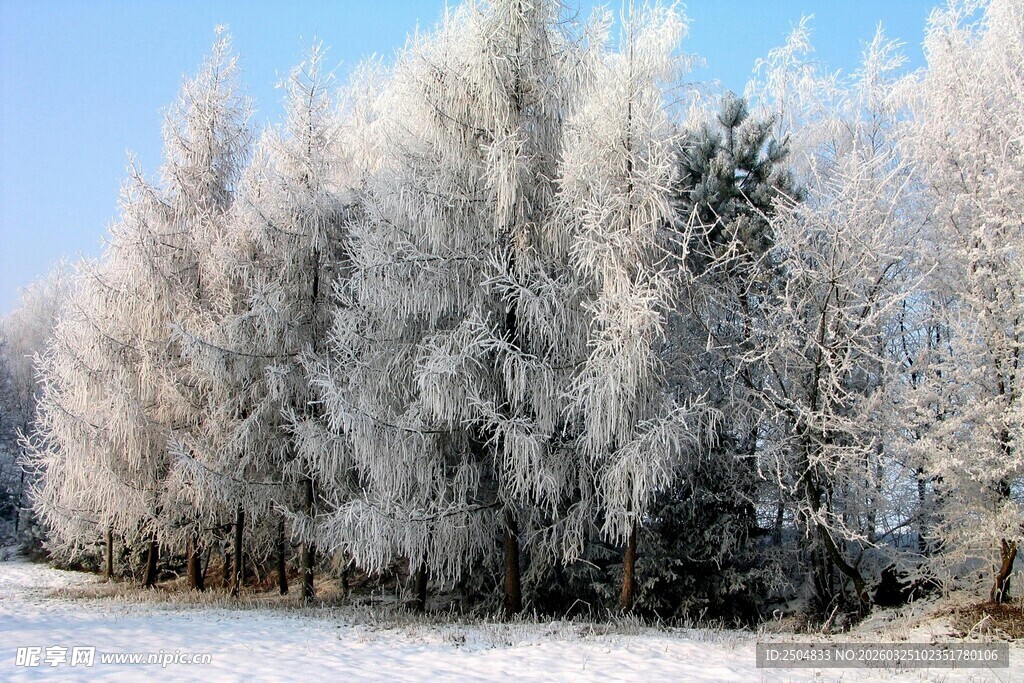 冬日银装素裹的树林