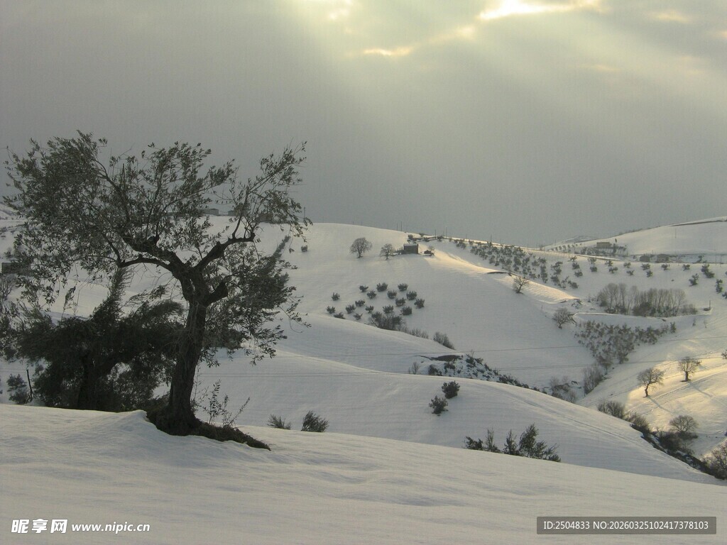 雪覆山丘旁的孤树