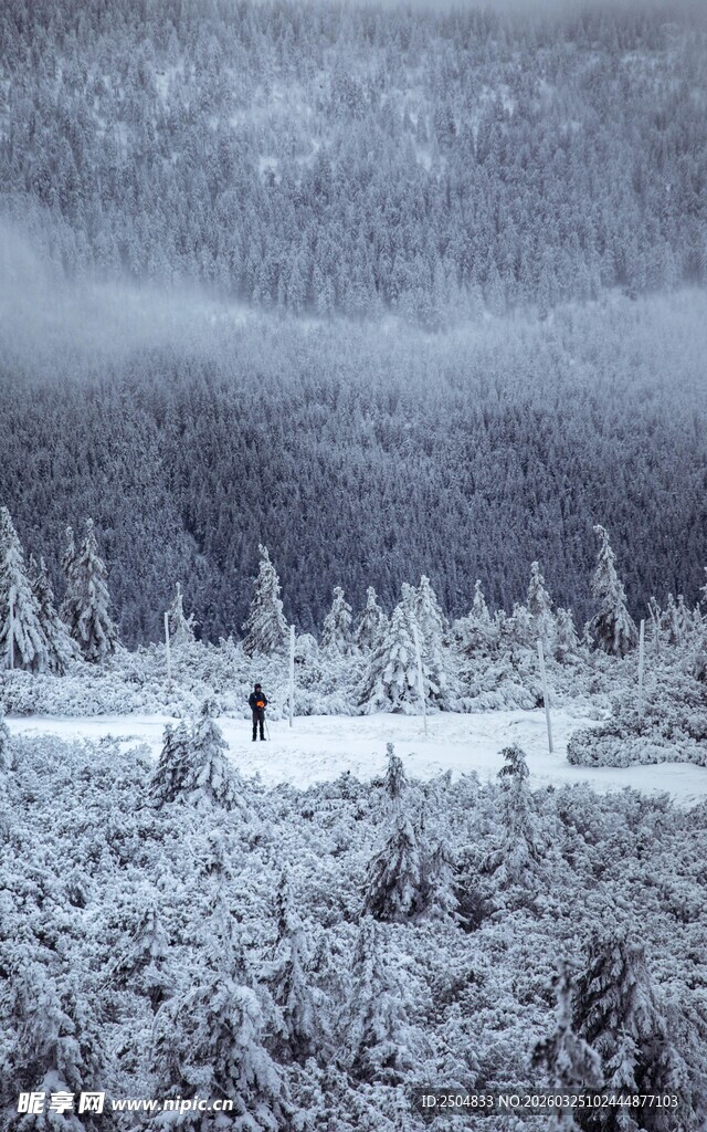 冬日雪林漫步景