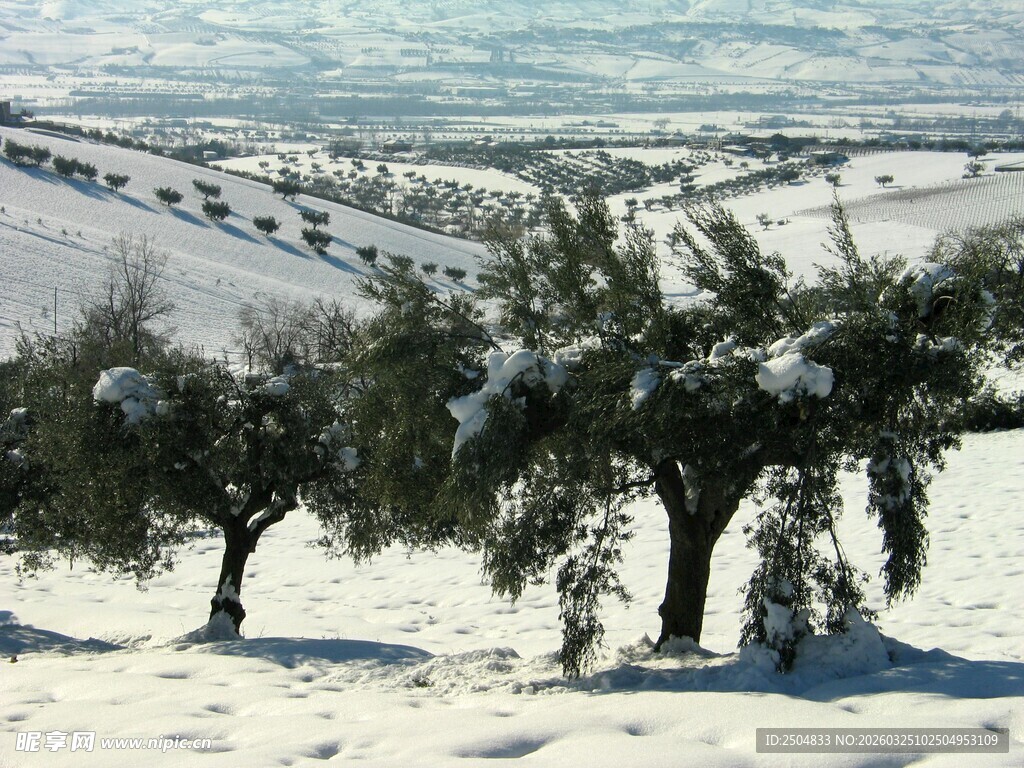 雪覆橄榄树的冬日景致