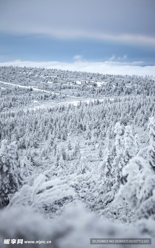 雪覆森林美景