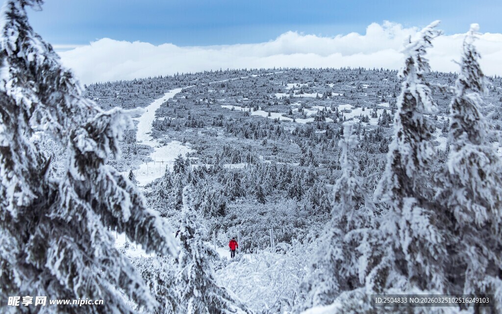 冬日雪景中被雪覆盖的树林