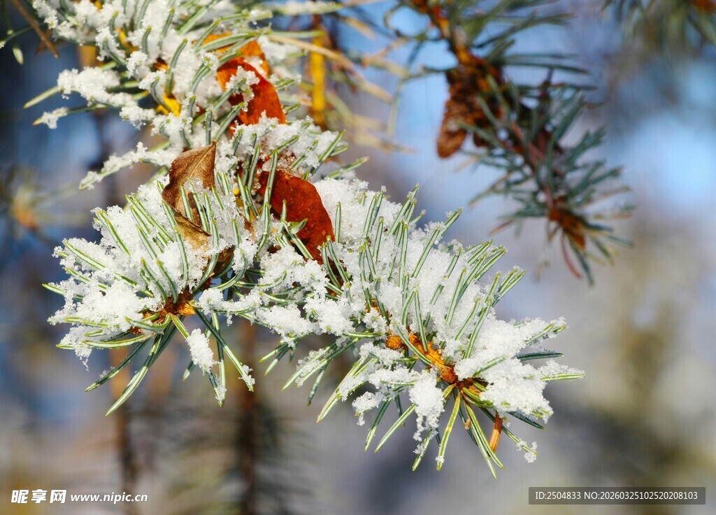 雪覆松枝
