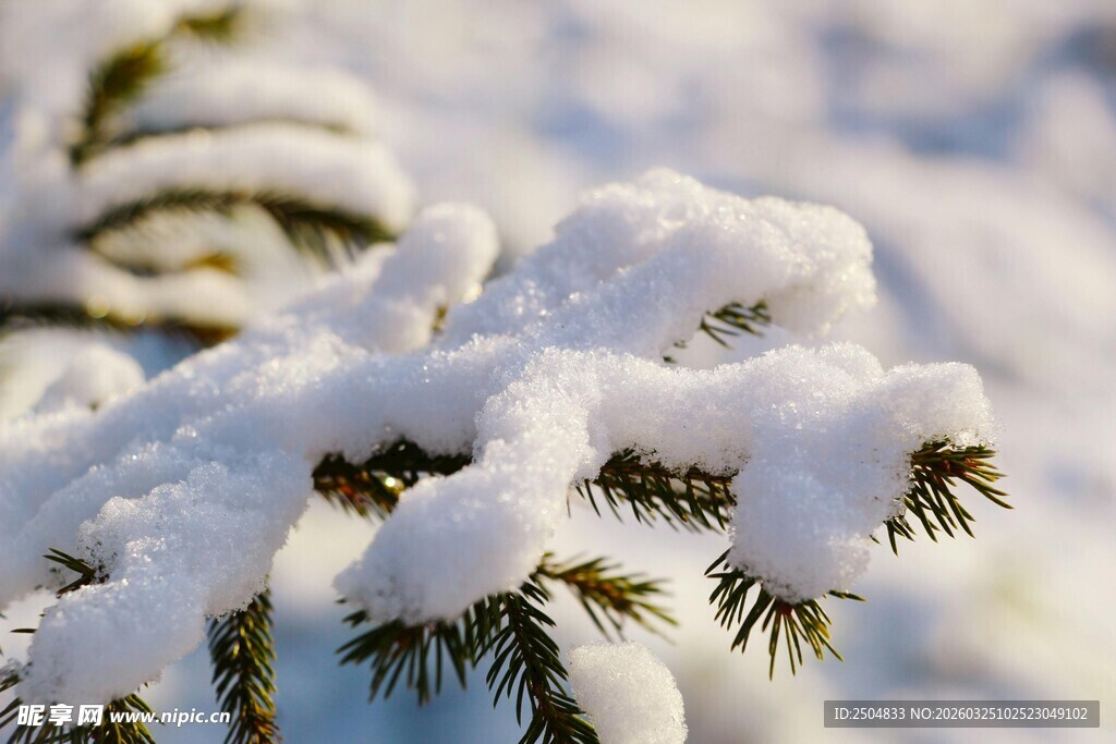 冬日枝头积雪的翠绿松针