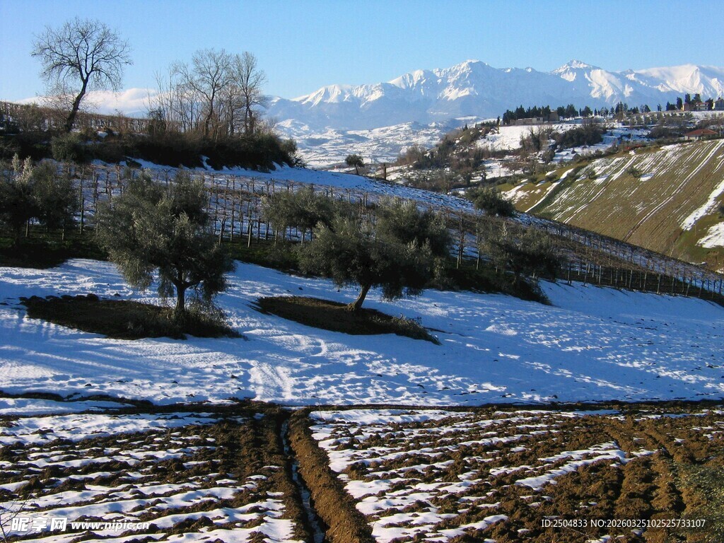 冬日雪覆田野与稀疏树木