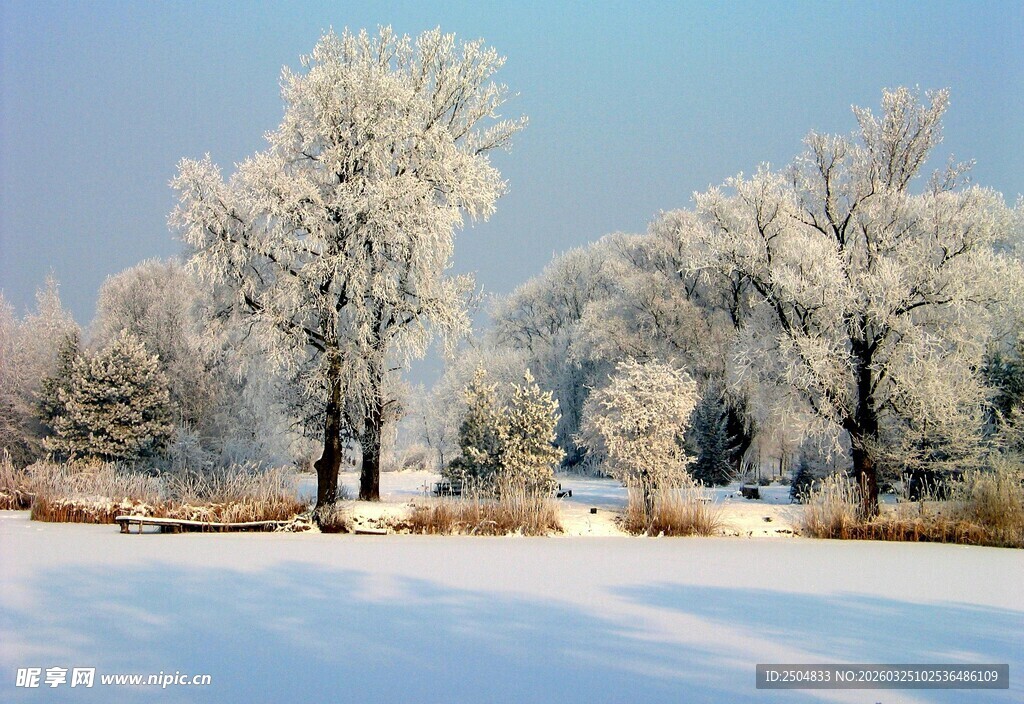 冬日雪覆树林美景