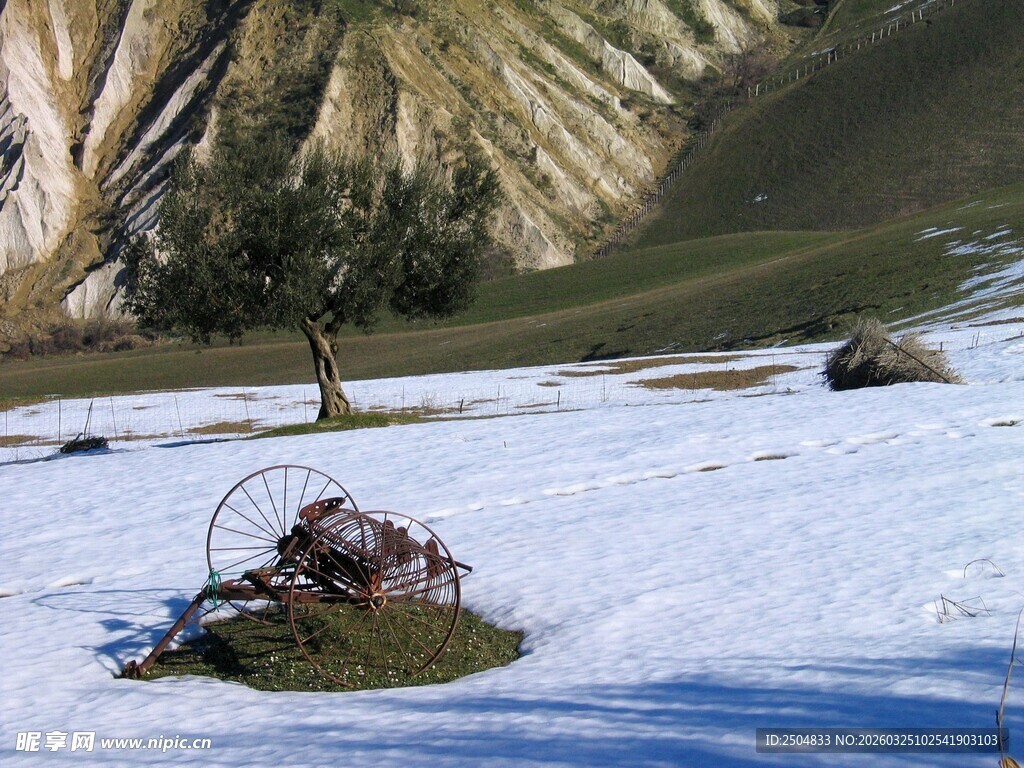 雪覆山坡上的孤树
