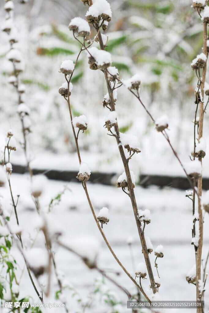 雪覆植物枝桠的清新景象