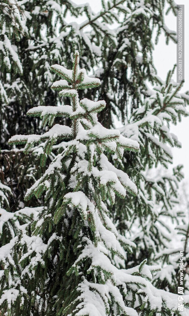 雪覆松枝的冬日美景