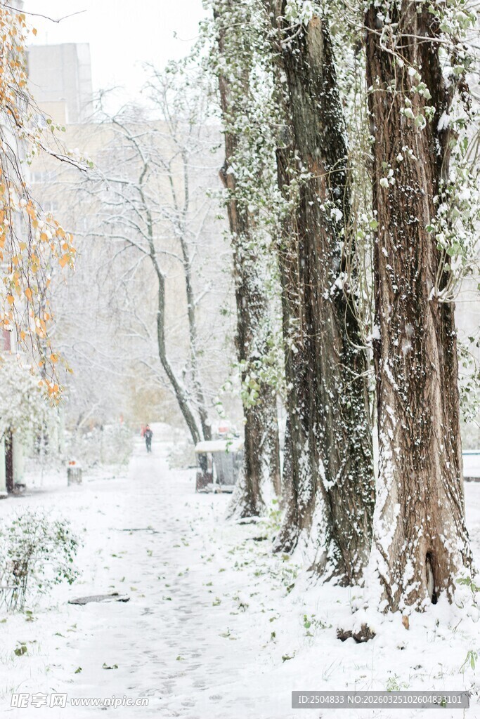 冬日雪覆林间静谧美景