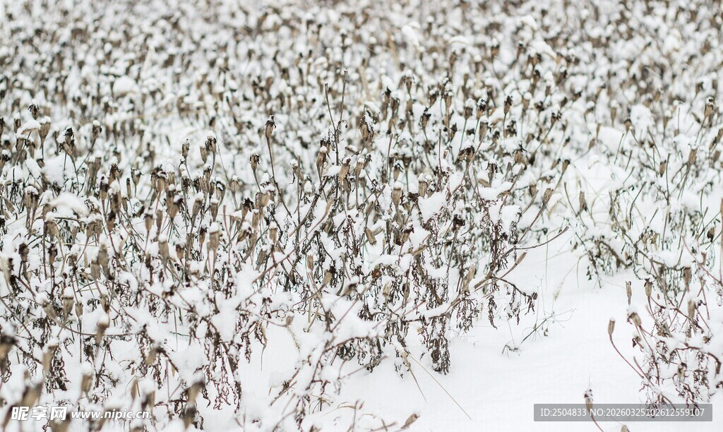 雪地中的密集植物景观