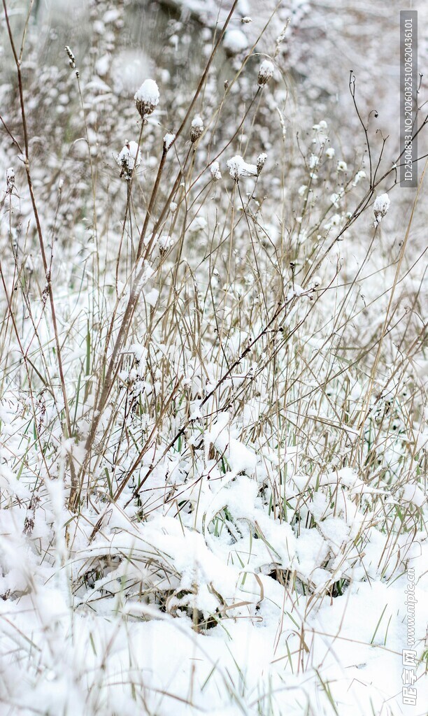 雪覆灌木丛