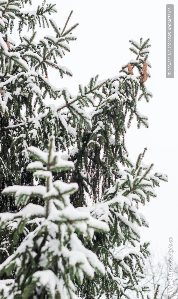 雪覆枝头的灵动小鸟
