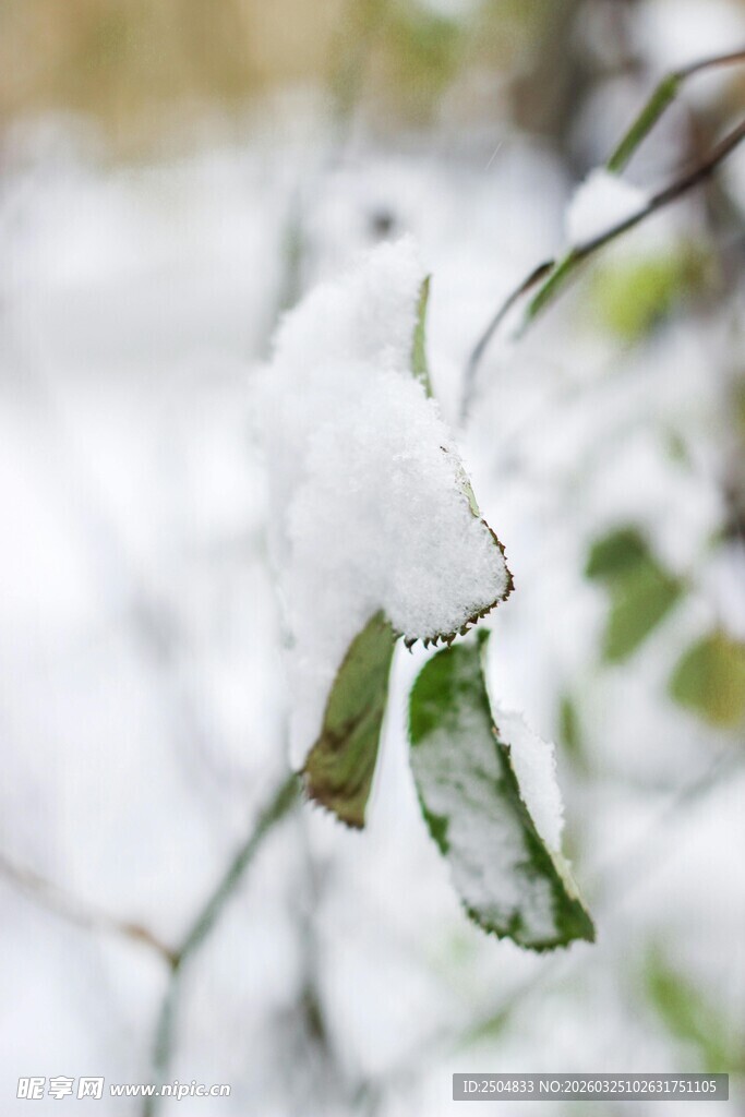 雪覆枝叶的清新冬日景象