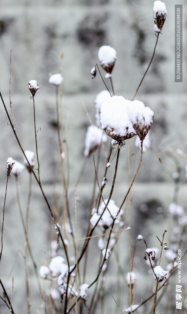 雪覆植物枝头美景