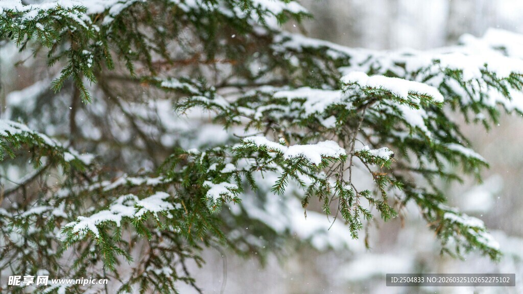 雪覆松枝