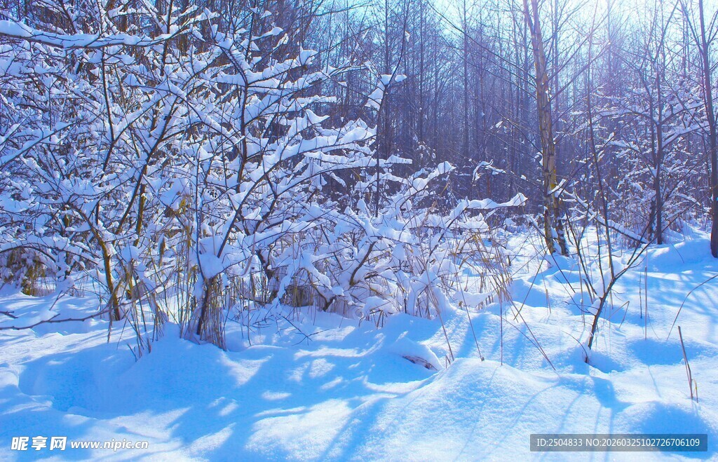 冬日雪景中的银白树林