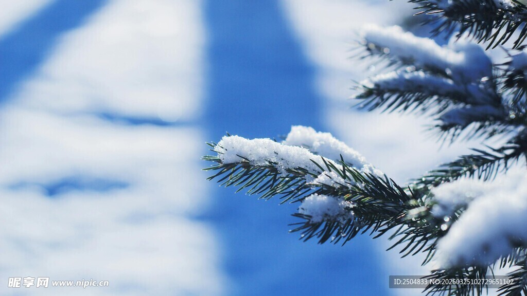 雪覆松枝的冬日美景