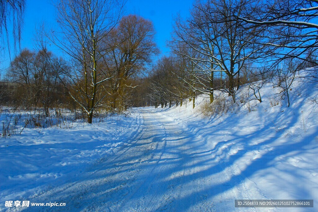 冬日雪林美景