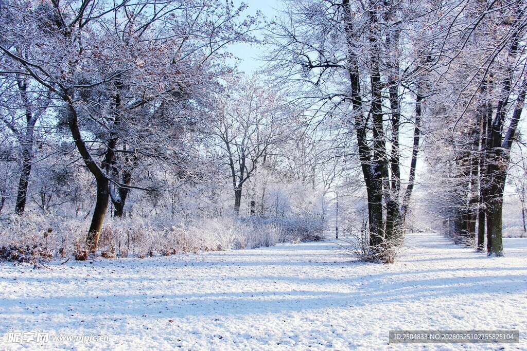 冬日雪覆树林美景