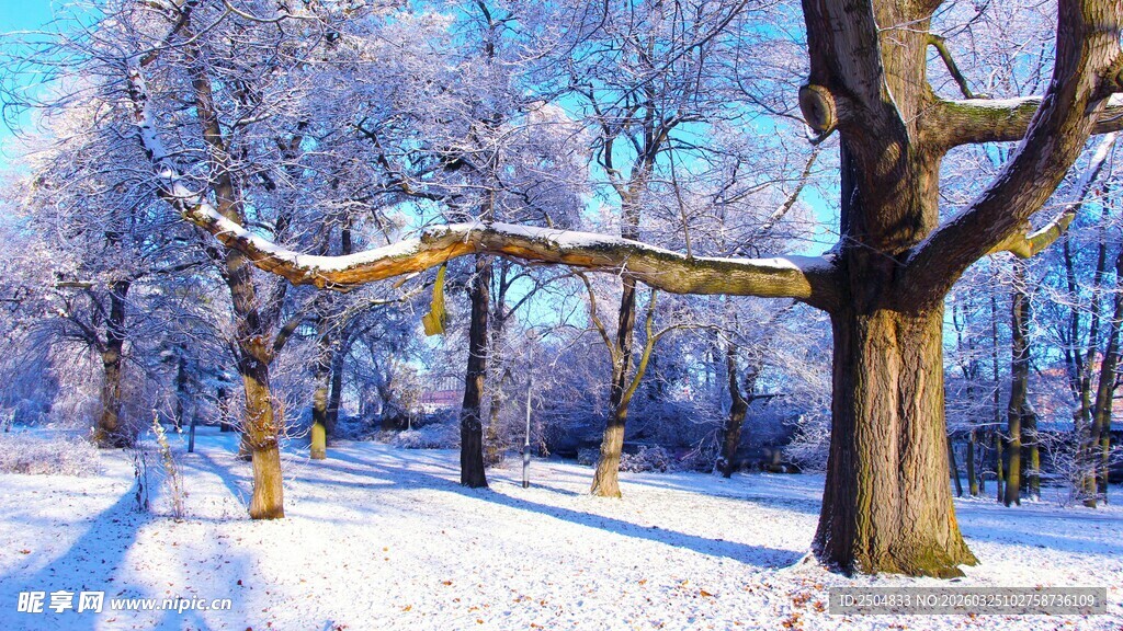 冬日雪林 树木银装素裹