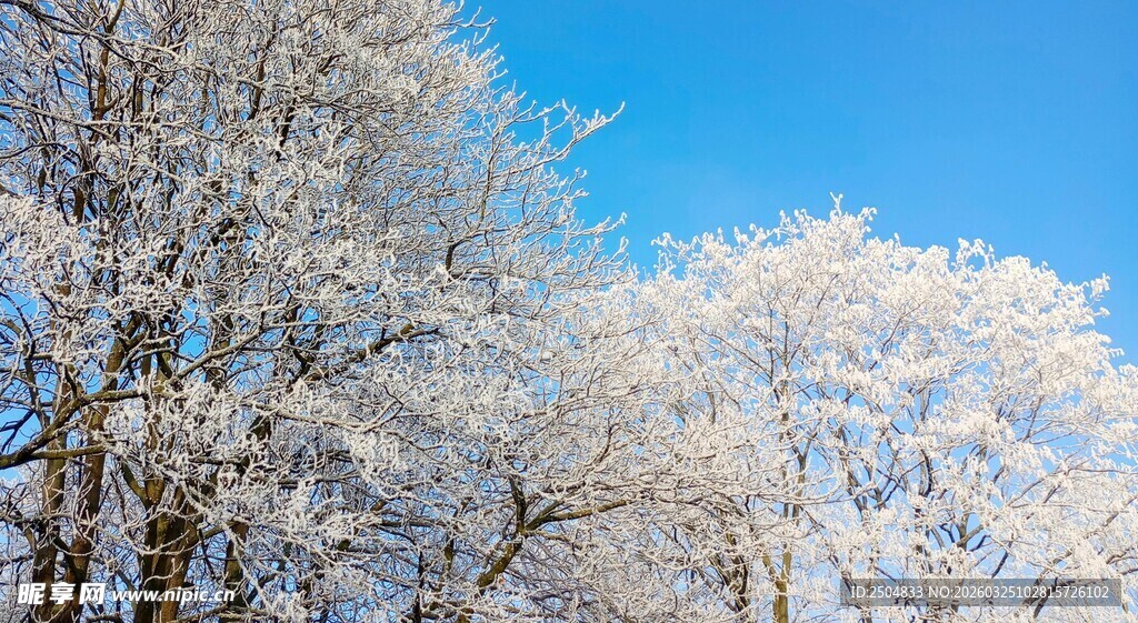 冬日雪覆树木蓝天美景