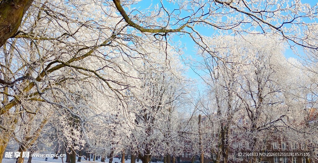 冬日雪覆树林美景