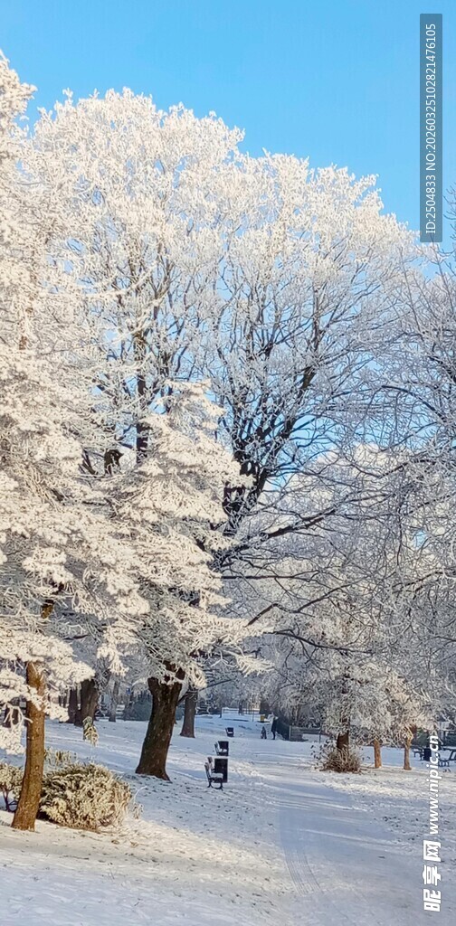 冬日雪景中的银白树木