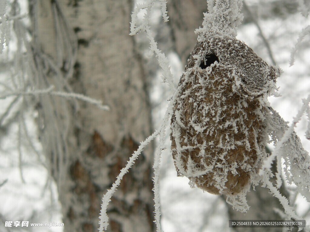 雪覆枝头的猫头鹰