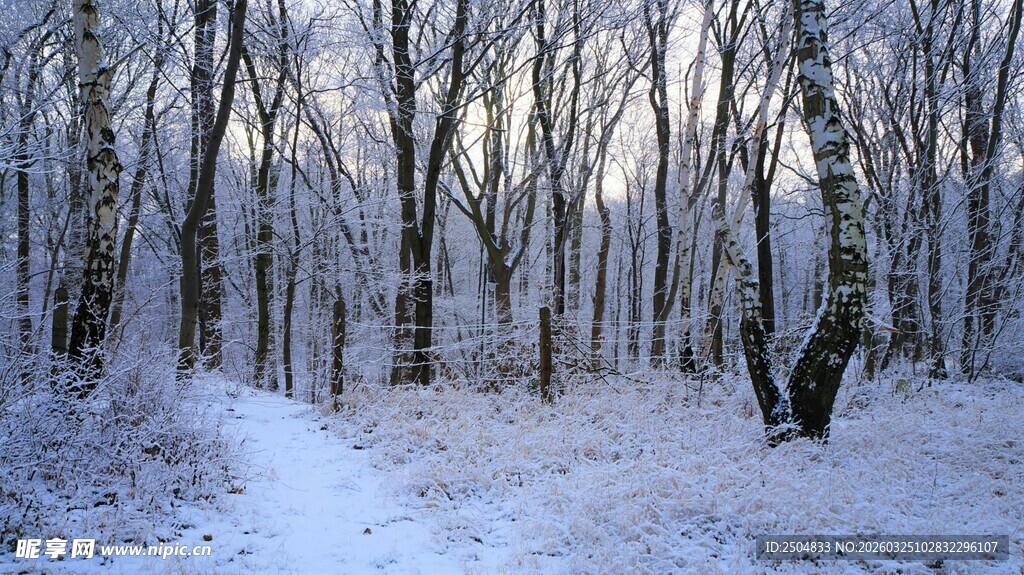 冬日雪覆树林静谧景象