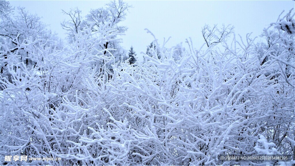 冬日雪覆树林美景