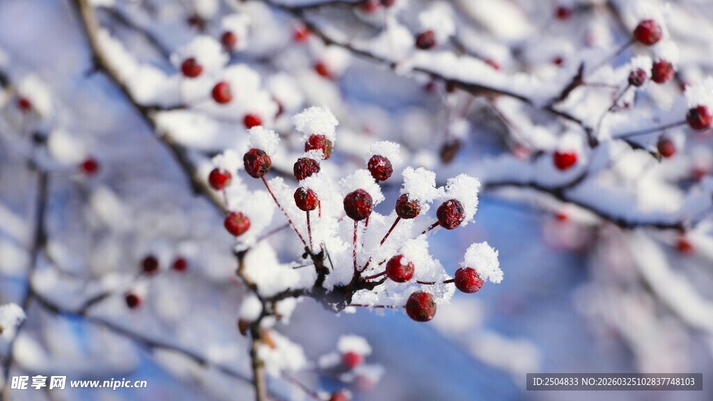 枝头覆雪的红果美景