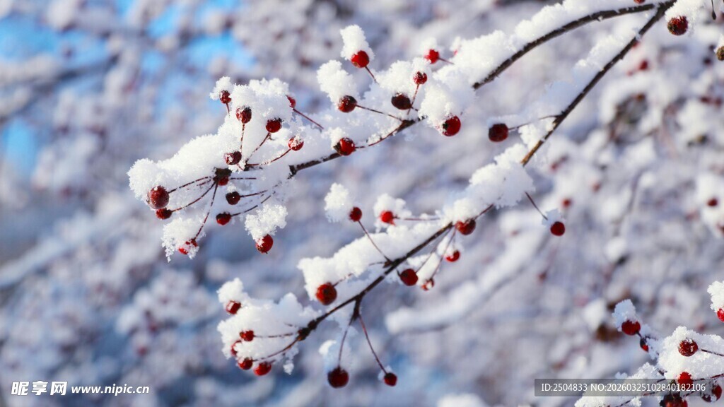 雪覆红果枝头美景