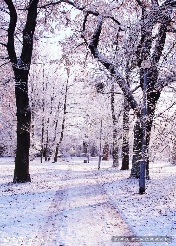 冬日雪覆林间小道