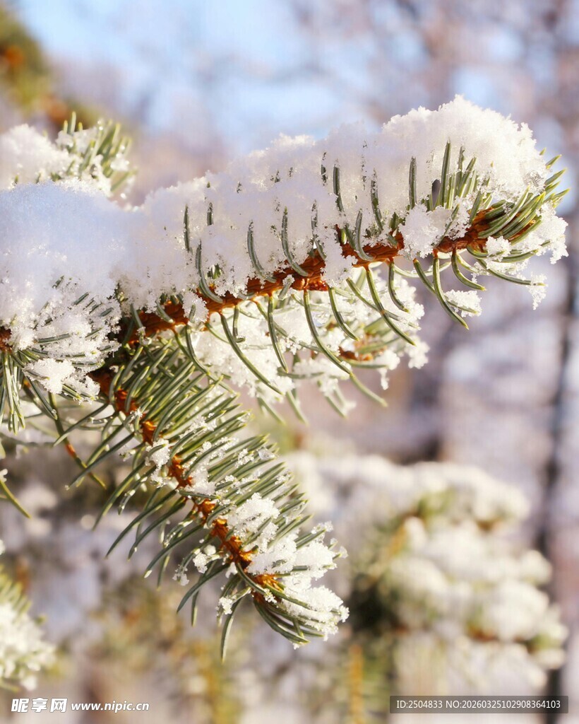 雪覆松枝的冬日美景