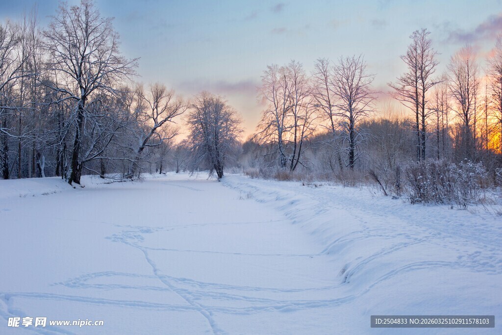 冬日雪景中的静谧树林